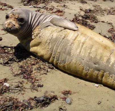 Hải cẩu California thay lông hàng loạt vì nước biển ô nhiễm thủy ngân