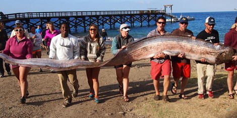 An oarfish washed up on the coast of southern California, USA in 2013.