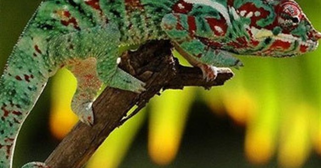 Đã nghiên cứu thành công bộ da điện tử giúp ngụy trang như tắc kè