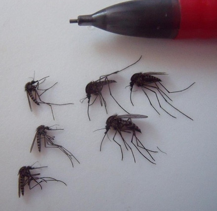 Muỗi khổng lồ Bắc Cực tăng trưởng mạnh nhờ biến đổi khí hậu
