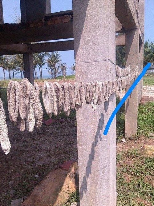 Hàng ngàn hải sâm dạt vào bờ, nguy cơ gì?