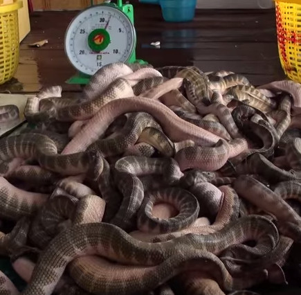 Video: Đánh bắt và buôn bán rắn biển trên Vịnh Thái Lan