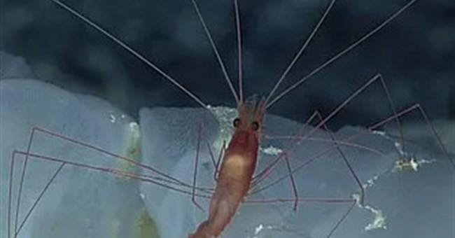 12 loài sinh vật "kỳ dị" mới được phát hiện dưới biển sâu