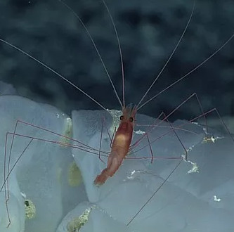 12 loài sinh vật "kỳ dị" mới được phát hiện dưới biển sâu