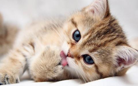 Khả năng kỳ lạ của mèo