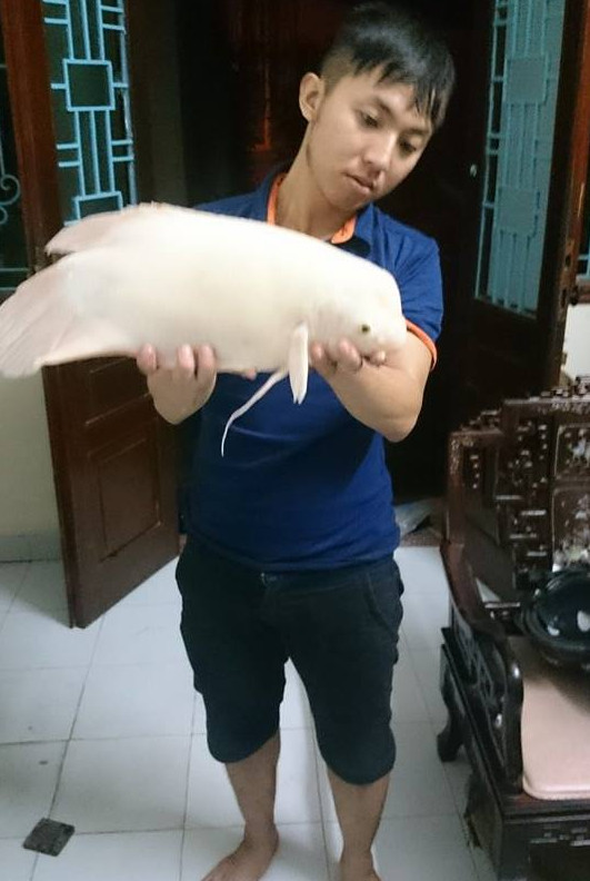 Câu được “quái ngư” ở Hồ Tây