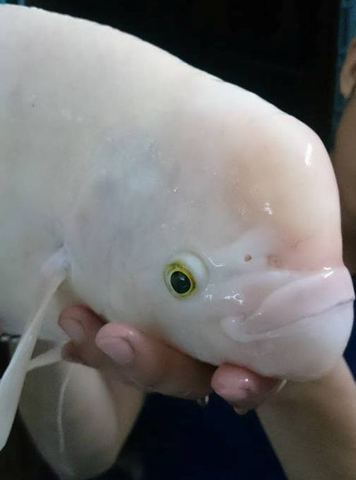 Câu được “quái ngư” ở Hồ Tây
