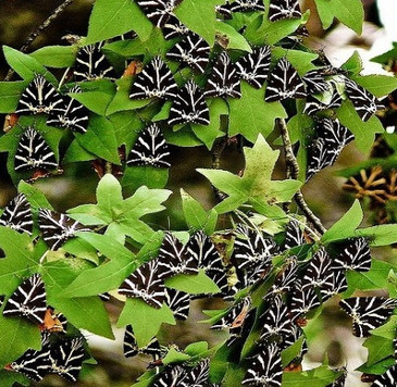 Thung lũng bướm trên đảo Rhodes