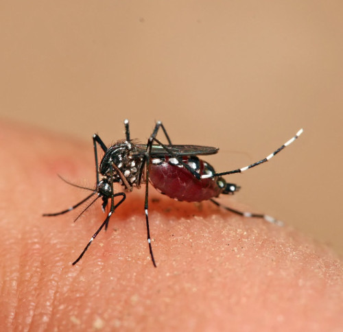 "Tiêm vắc xin cho muỗi": Ứng dụng lạ trong phòng chống sốt xuất huyết