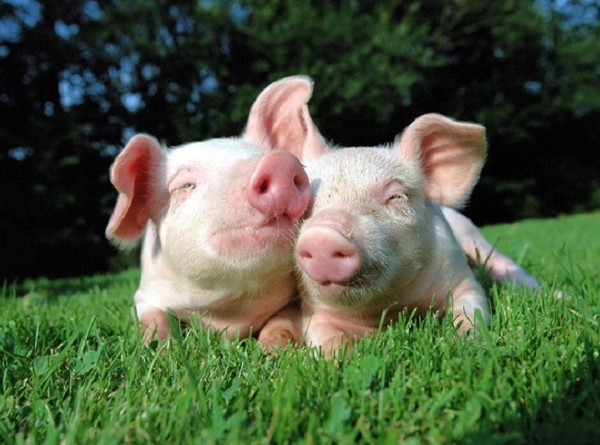Top 200 ảnh con lợn ôm nhau được download nhiều nhất