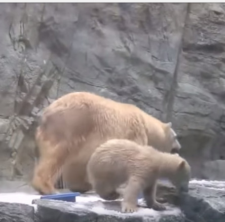 Video: Cảm động cảnh gấu mẹ cứu con khỏi chết đuối