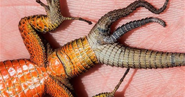 Phát hiện thằn lằn ba đuôi