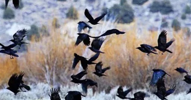 Bí ẩn hiện tượng “đám ma quạ” nay đã có lời giải