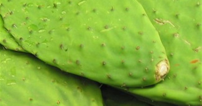 Vũ khí chống hạn hán của loài người là đây