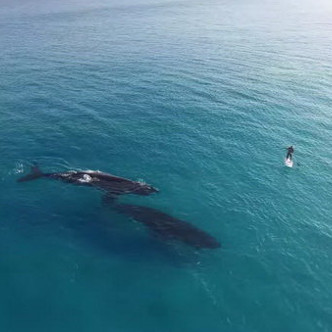 Video: Cá voi làm quen người đi ván trên biển 
