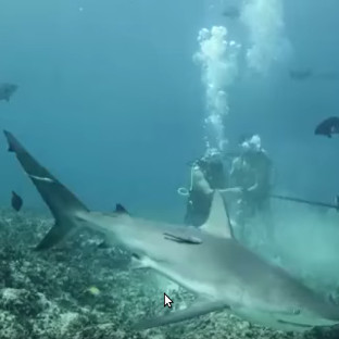 Video: Phản ứng bất ngờ của cá mập khi bị nhử bằng máu người
