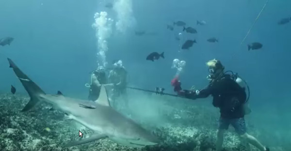 Video: Phản ứng bất ngờ của cá mập khi bị nhử bằng máu người Video: Phản ứng bất ngờ của cá mập khi bị nhử bằng máu người