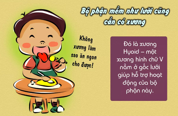 Sự thật thú vị về xương không phải ai cũng biết
