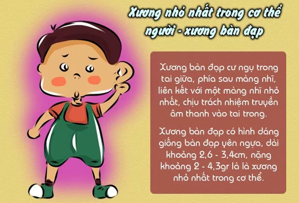 Sự thật thú vị về xương không phải ai cũng biết