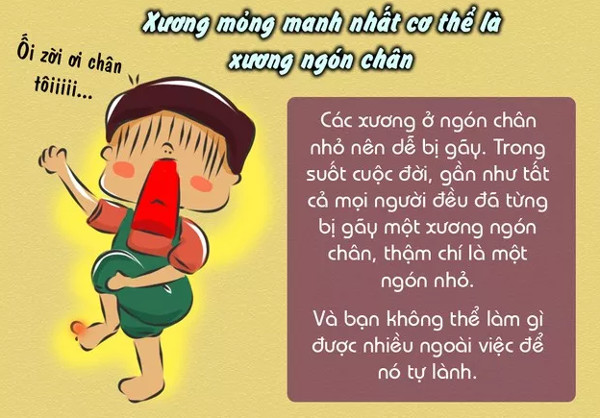Sự thật thú vị về xương không phải ai cũng biết