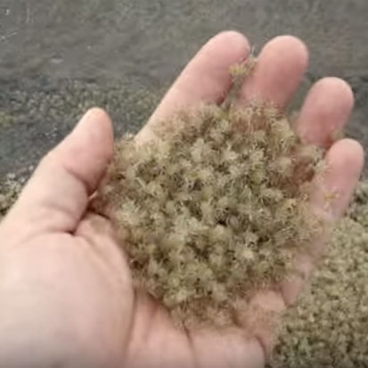 Video: Cầm 1.000 con cua trong lòng bàn tay