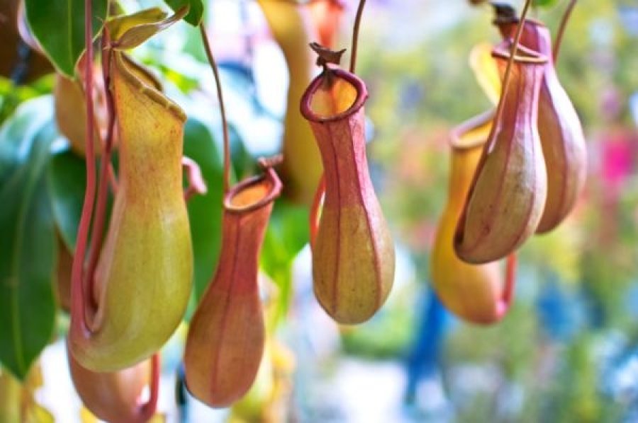 Cây ăn thịt hoạt động ra sao?