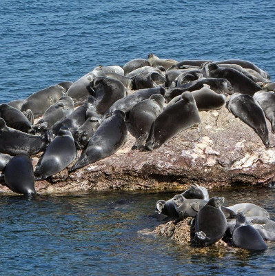 7.000 con hải cẩu Nga có nguy cơ bị tiêu diệt