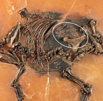 Bào thai còn nguyên vẹn trong hóa thạch ngựa 48 triệu năm