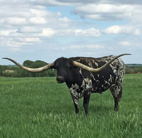 Video: Chú bò lập kỷ lục Guinness khi sở hữu cặp sừng dài gần 3m