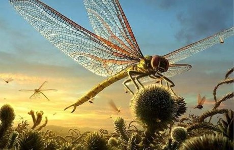 Thú vị thế giới côn trùng