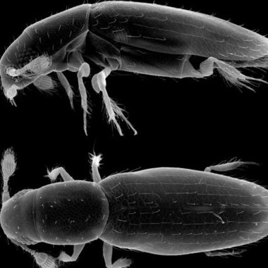 Con bọ bé nhất thế giới trông như thế nào?