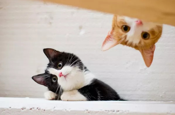 Tìm ra loại mật ong có vị giống nước tiểu mèo