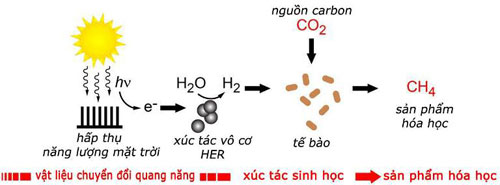 Lá nhân tạo sản xuất xăng
