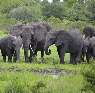 Thêm 26 con voi châu Phi bị đầu độc bằng xyanua