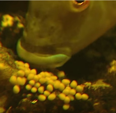 Video: Kỳ lạ cảnh cá con ồ ạt chào đời từ miệng cá bố