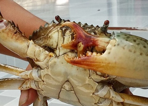 Những con cua biển khổng lồ mắc lưới ngư dân