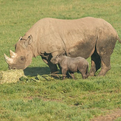 Tê giác đen hiếm lần đầu chào đời trong vườn thú Anh