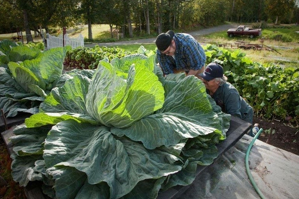 Giải mã bí ẩn Alaska - Vùng đất của rau củ quả khổng lồ