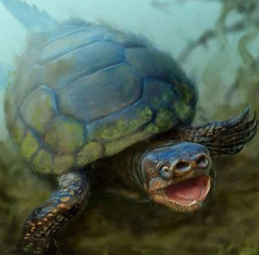 Tìm thấy hóa thạch rùa mũi lợn 76 triệu năm