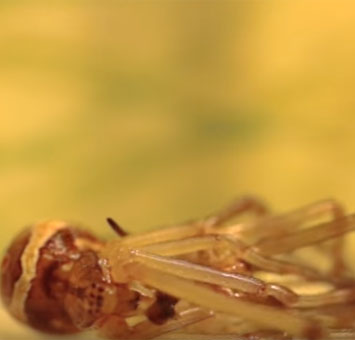 Video: Quá trình lột xác của nhện góa phụ đen