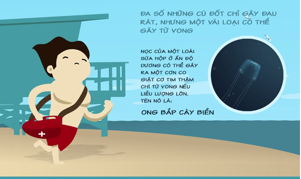 Bạn có biết sứa đốt chúng ta như thế nào?
