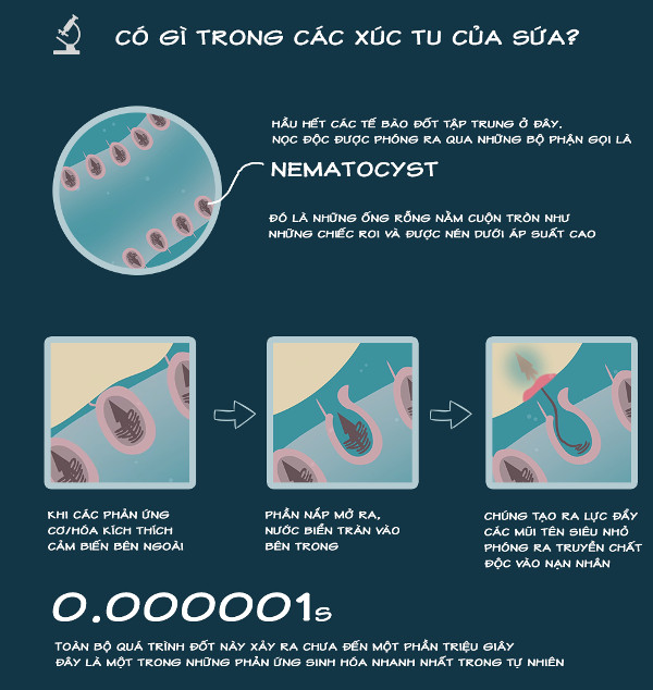 Bạn có biết sứa đốt chúng ta như thế nào?
