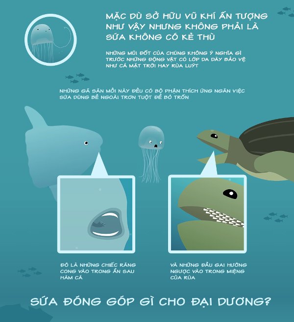 Bạn có biết sứa đốt chúng ta như thế nào?