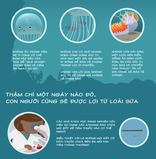 Bạn có biết sứa đốt chúng ta như thế nào?