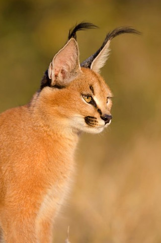 Tìm hiểu về loài mèo hoãng dã Caracal