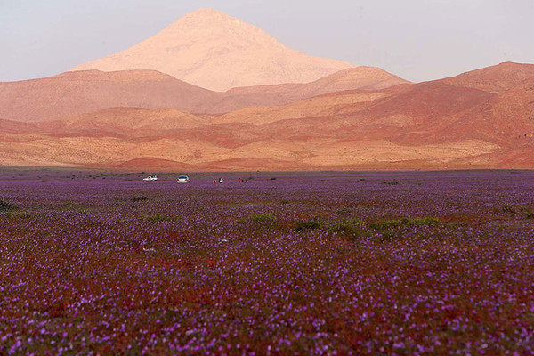 Sa mạc khô cằn "sống dậy" phủ đầy hoa hồng