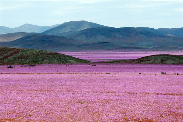 Sa mạc khô cằn "sống dậy" phủ đầy hoa hồng