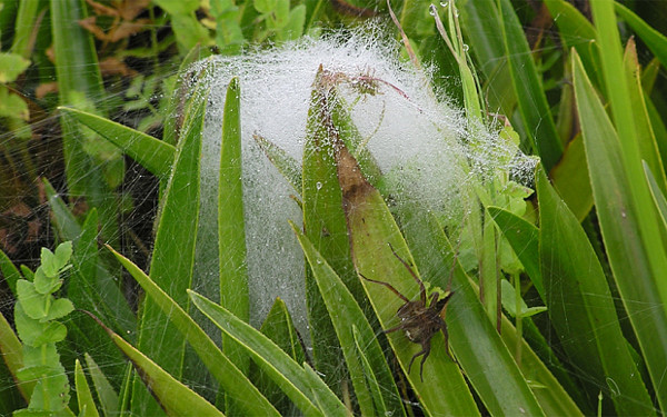 Nhện khổng lồ hồi sinh ở Anh