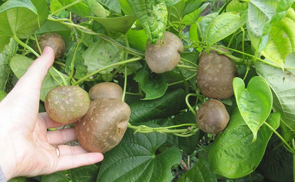Khoai tây dây leo không ra củ mà... mọc thành trái