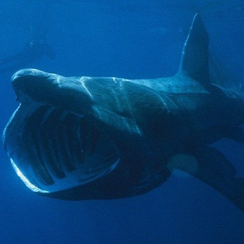 Những quái ngư trong thế giới cá mập